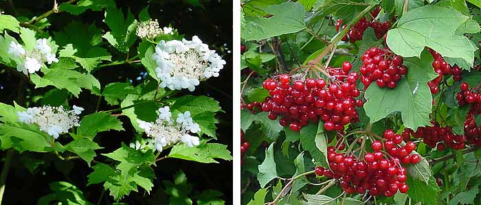 Nanny berry viburnum